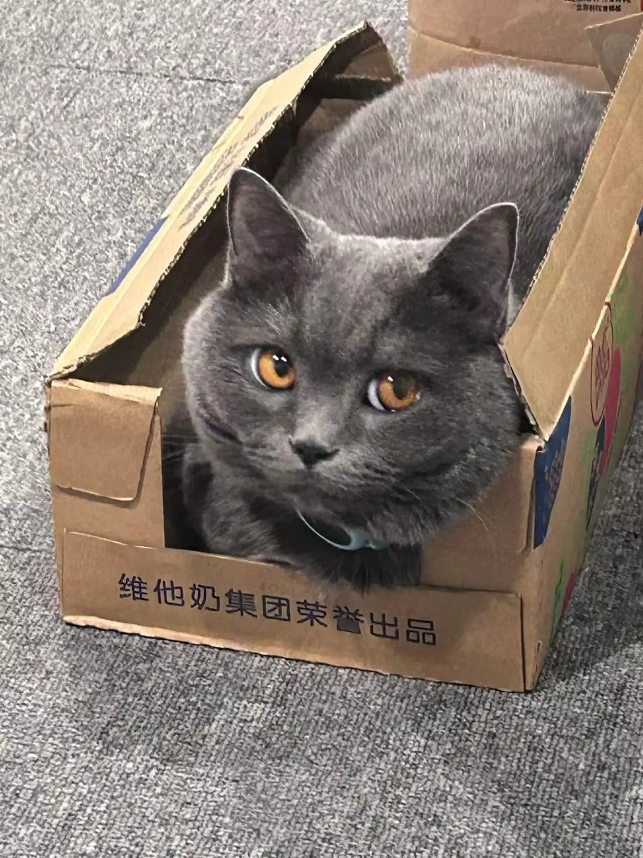 办公室猫