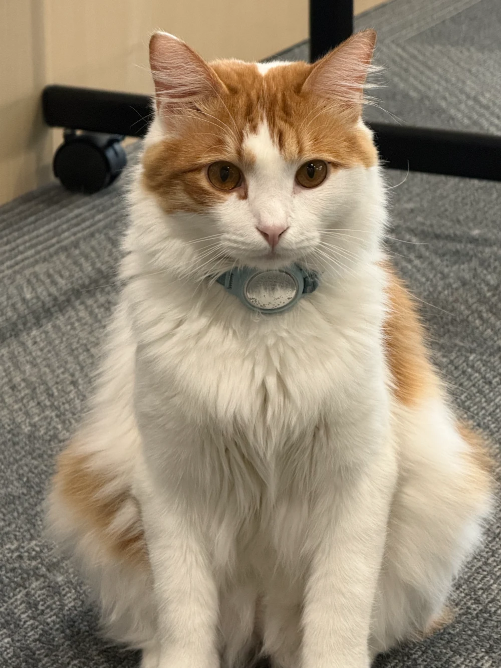 语核科技办公室的猫