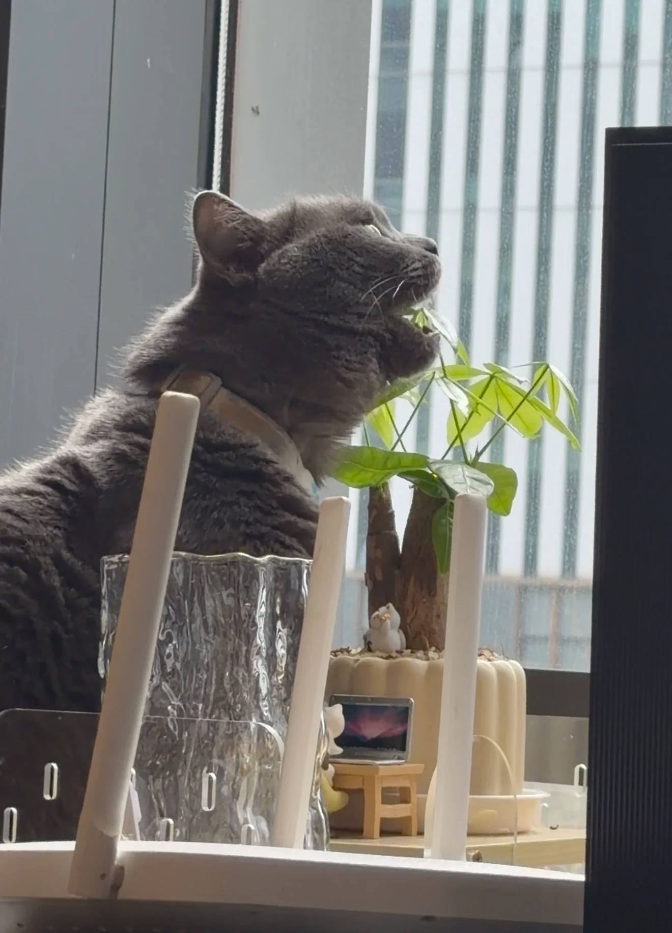 办公室的猫